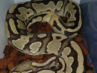 Python Snake reptiles 2023 0.1 Enchi Fire/Lucifer het Pied ball python - Advert 2