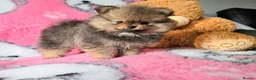 Pomeranian dogs for sale: Tiny hearts wrapped in fluffy coats ready for love - Advert 9