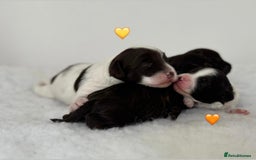 Labradoodle dogs for sale: Miniature Multigen Labradoodle Puppies - Image 2