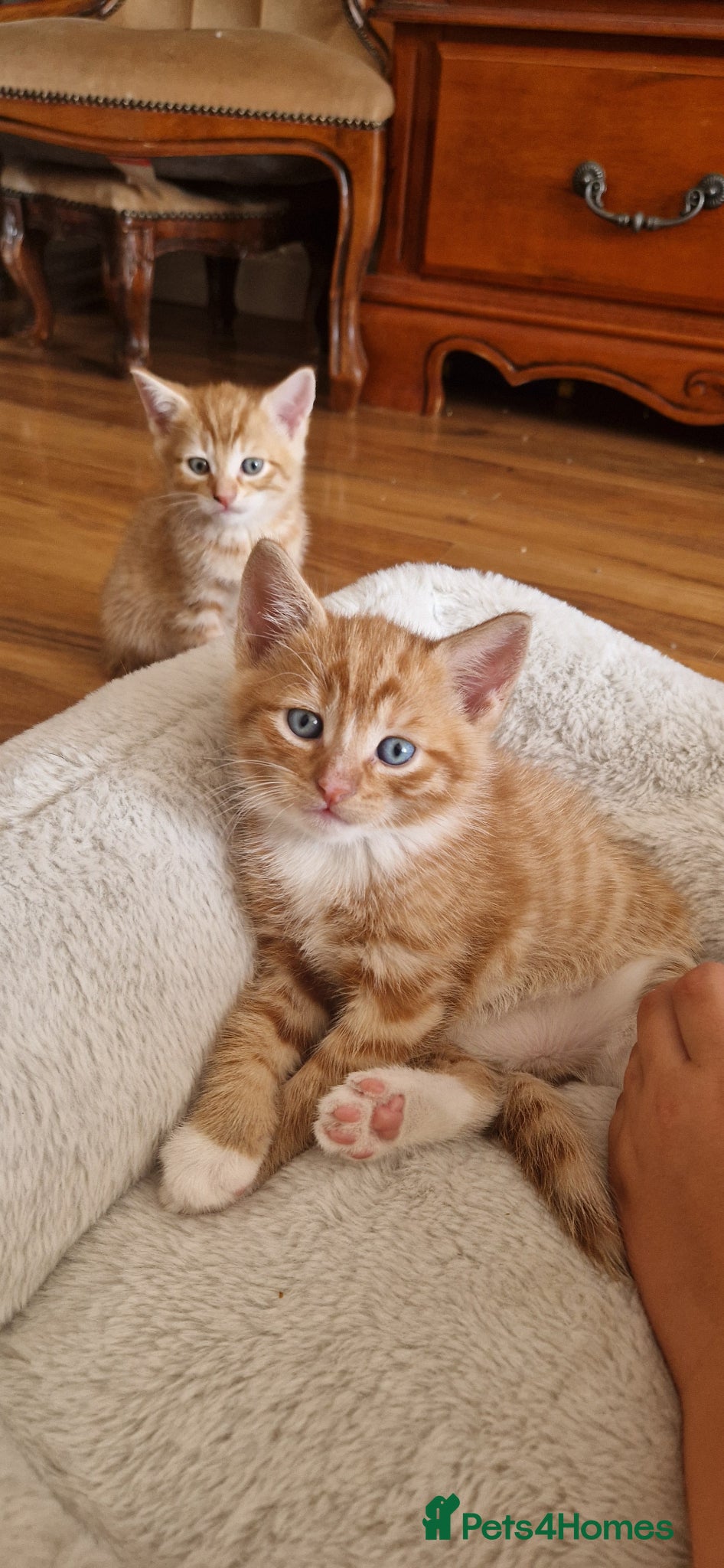 Domestic Shorthair cats for sale: Domestic Shorthair Kittens (3 males, 1 female) - Advert 14