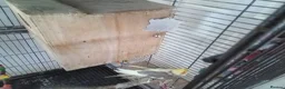 Cockatiels birds for sale: Bonded pair of cockatiels in Darwen - Advert 5