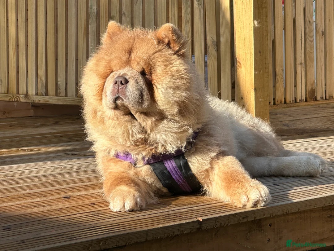 Chow Chow dogs for sale: REDUCED REAL TEDDY BEAR CHOW - Advert 6