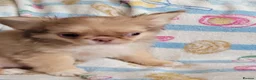 Chihuahua dogs for sale: Beautiful long haired chihuahua puppies - Advert 9