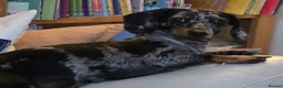 Miniature Dachshund dogs for sale: 15 month old dapple miniature female  - Advert 1
