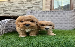 Cockapoo dogs for sale: F1 pra clear Cockapoos  - Advert 7