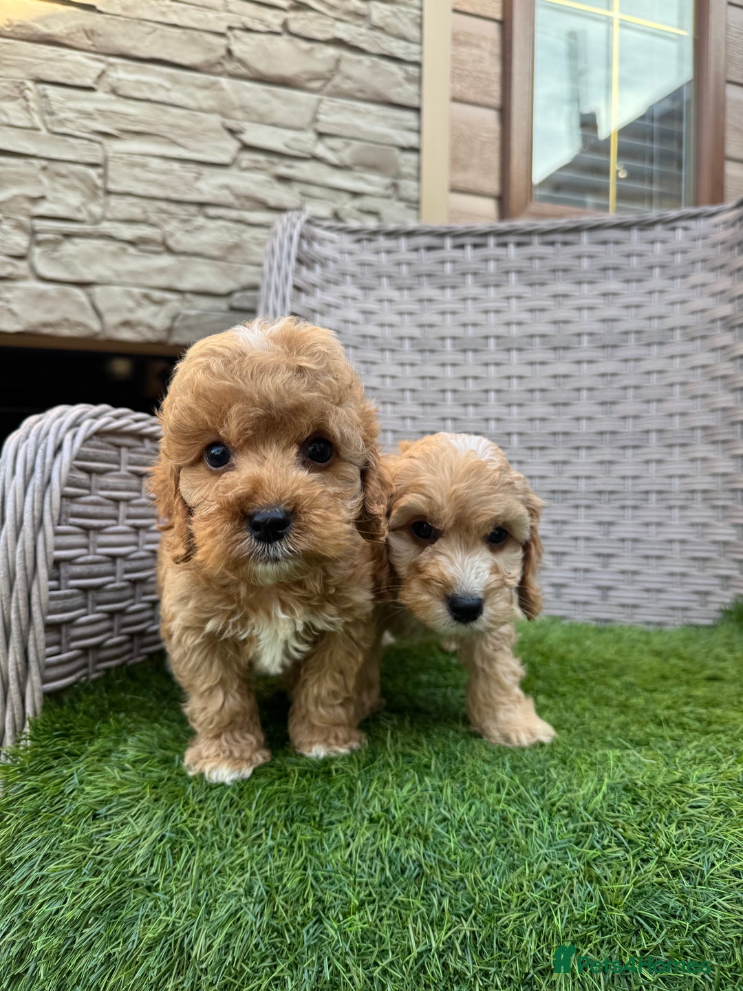 Cockapoo dogs for sale: F1 pra clear Cockapoos  - Advert 7