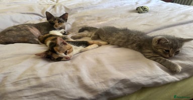 Mixed Breed cats - Advert 8