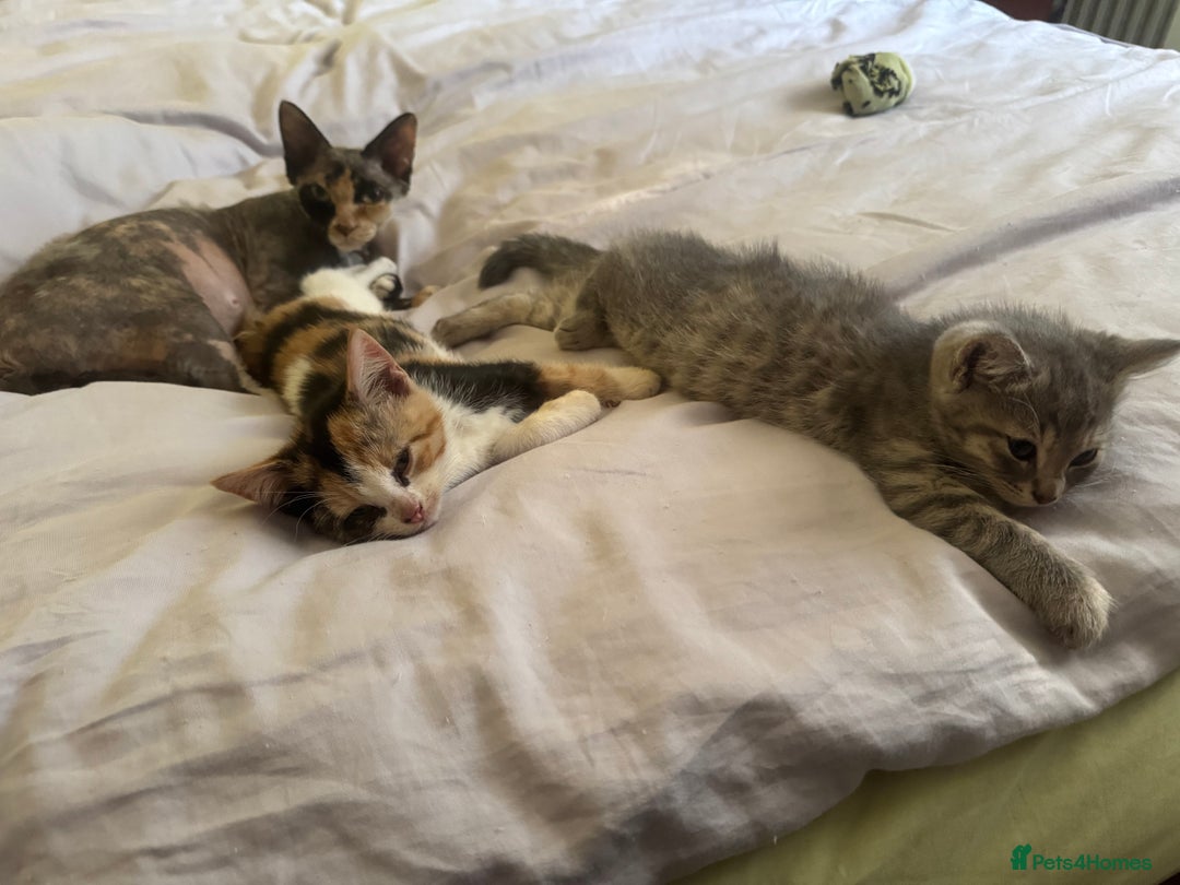 Mixed Breed cats for sale: Two kittens looking for forever home - Image 2