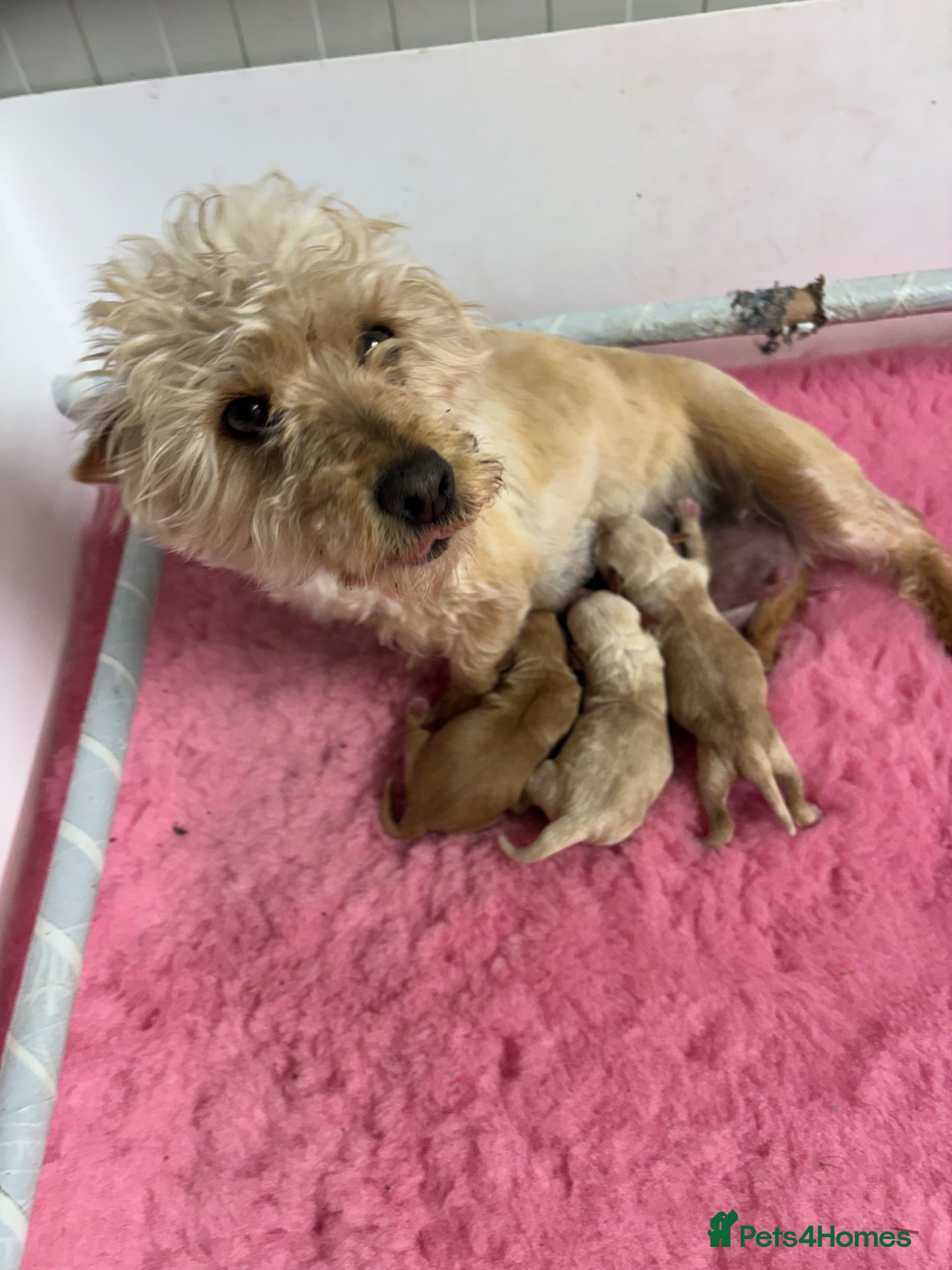 Mixed Breed dogs Cairnnoodle Puppies  - Advert 2