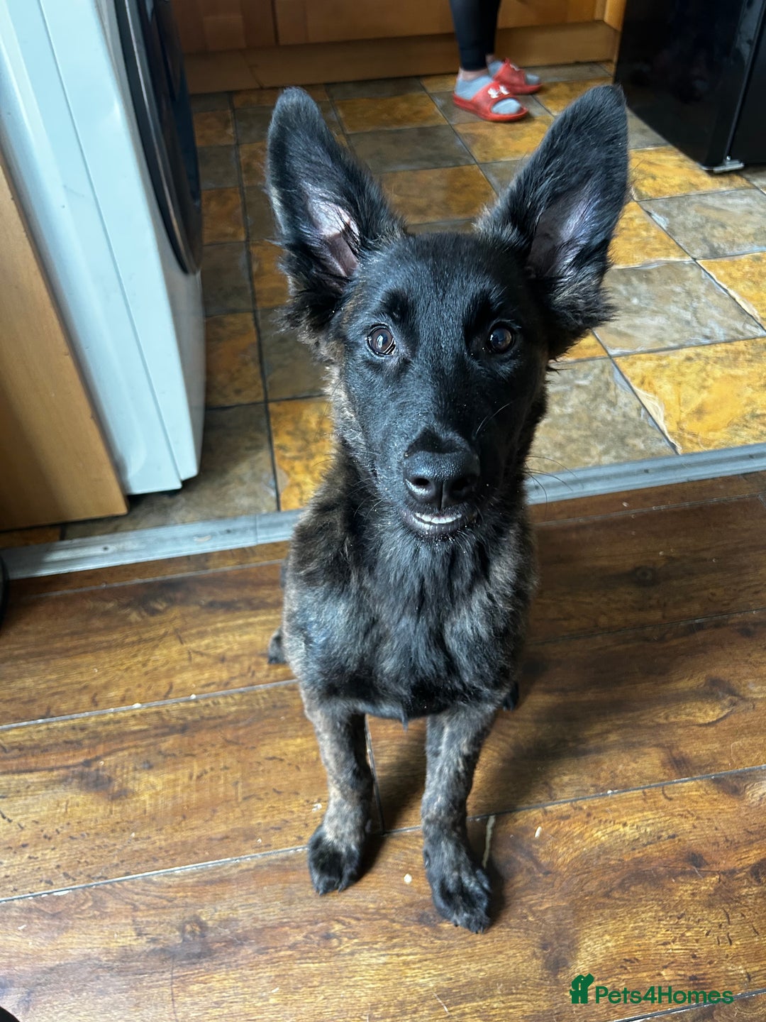 Belgian Shepherd Dog dogs for sale: Dutch Shepherd puppy  - Image 1