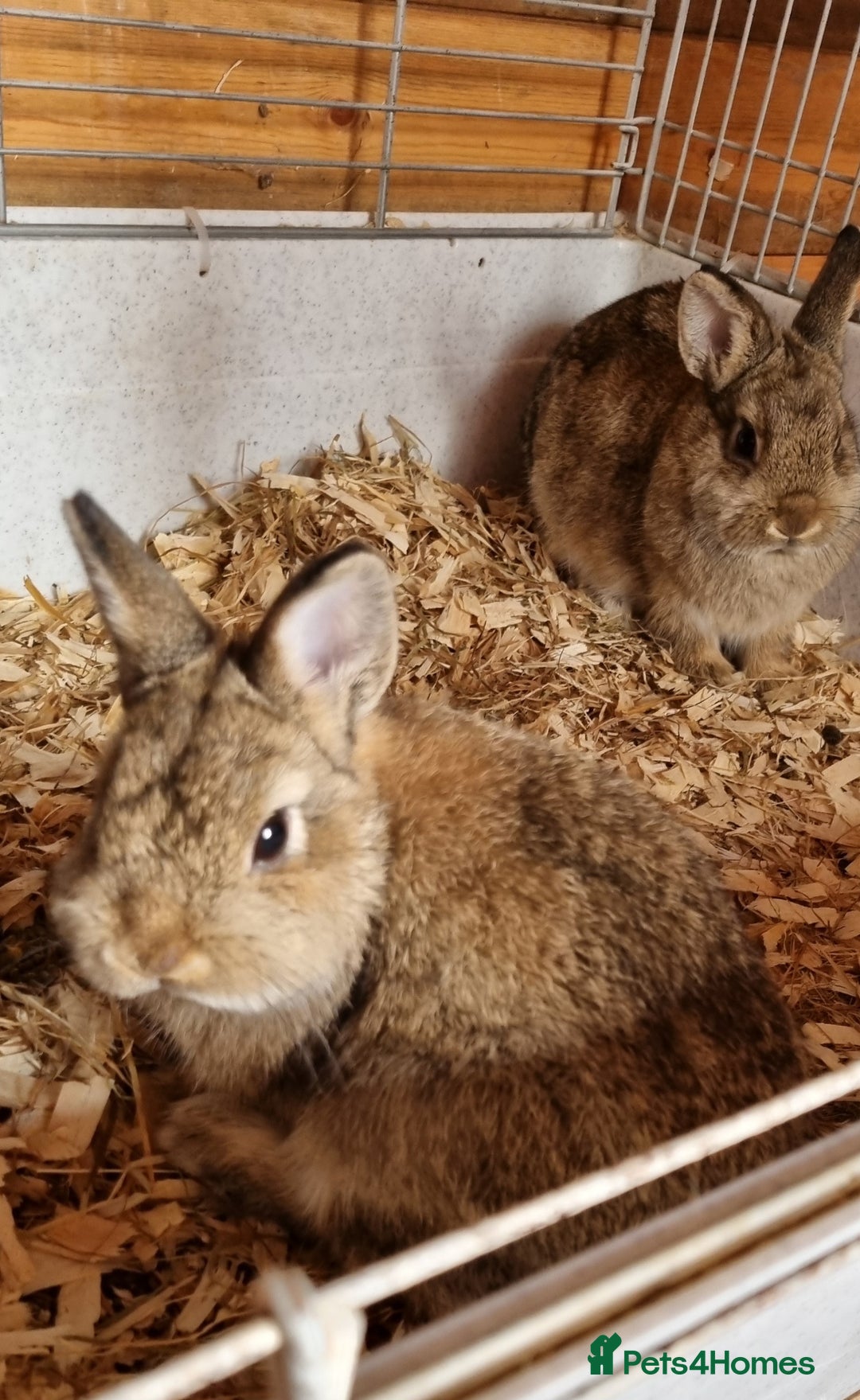 Netherland Dwarf rabbits for sale: 2 Netherland dwarf does and 1 buck - Image 2