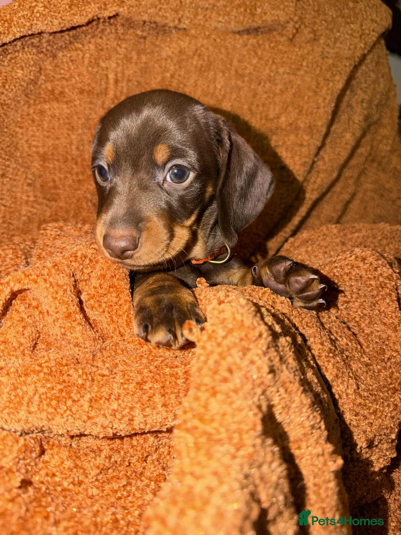 Miniature Dachshund dogs Miniature Dachshund Puppies- Family Raised - Advert 1