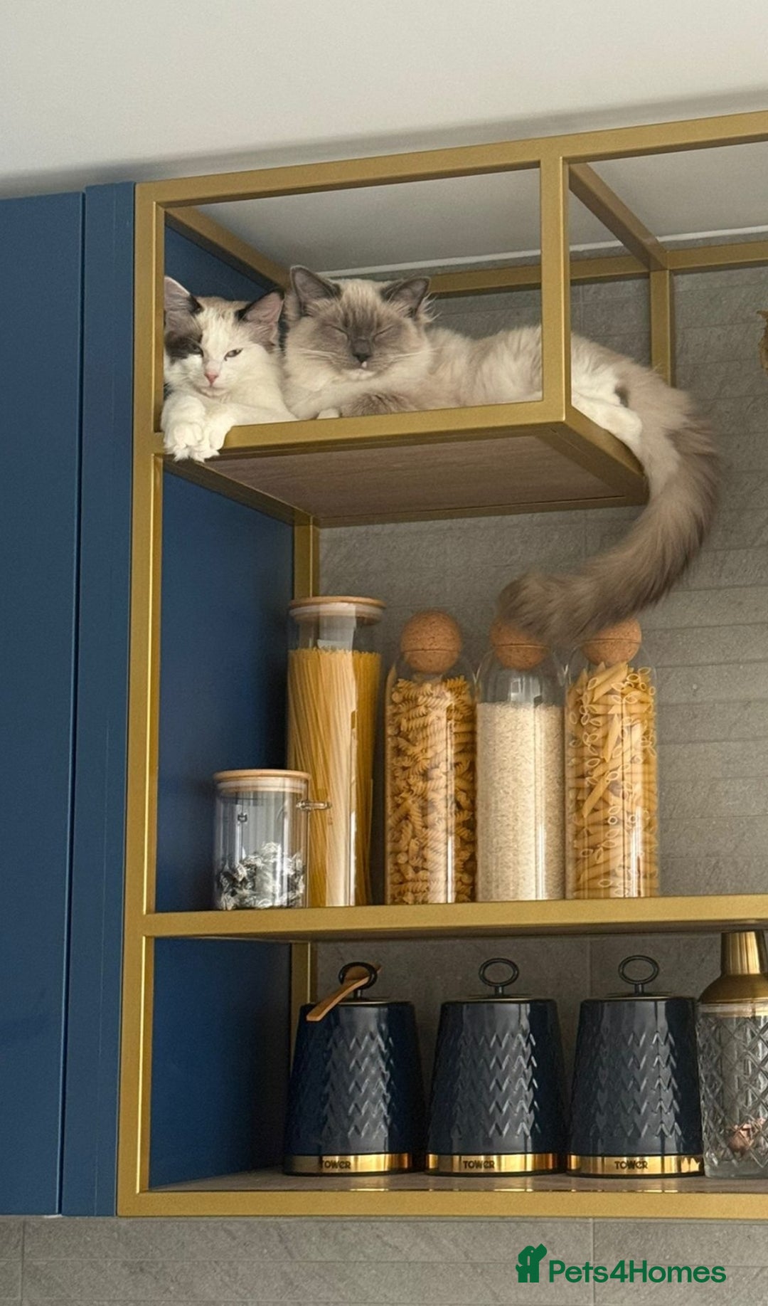 Ragdoll cats for sale: Ragdoll kittens  - Image 3