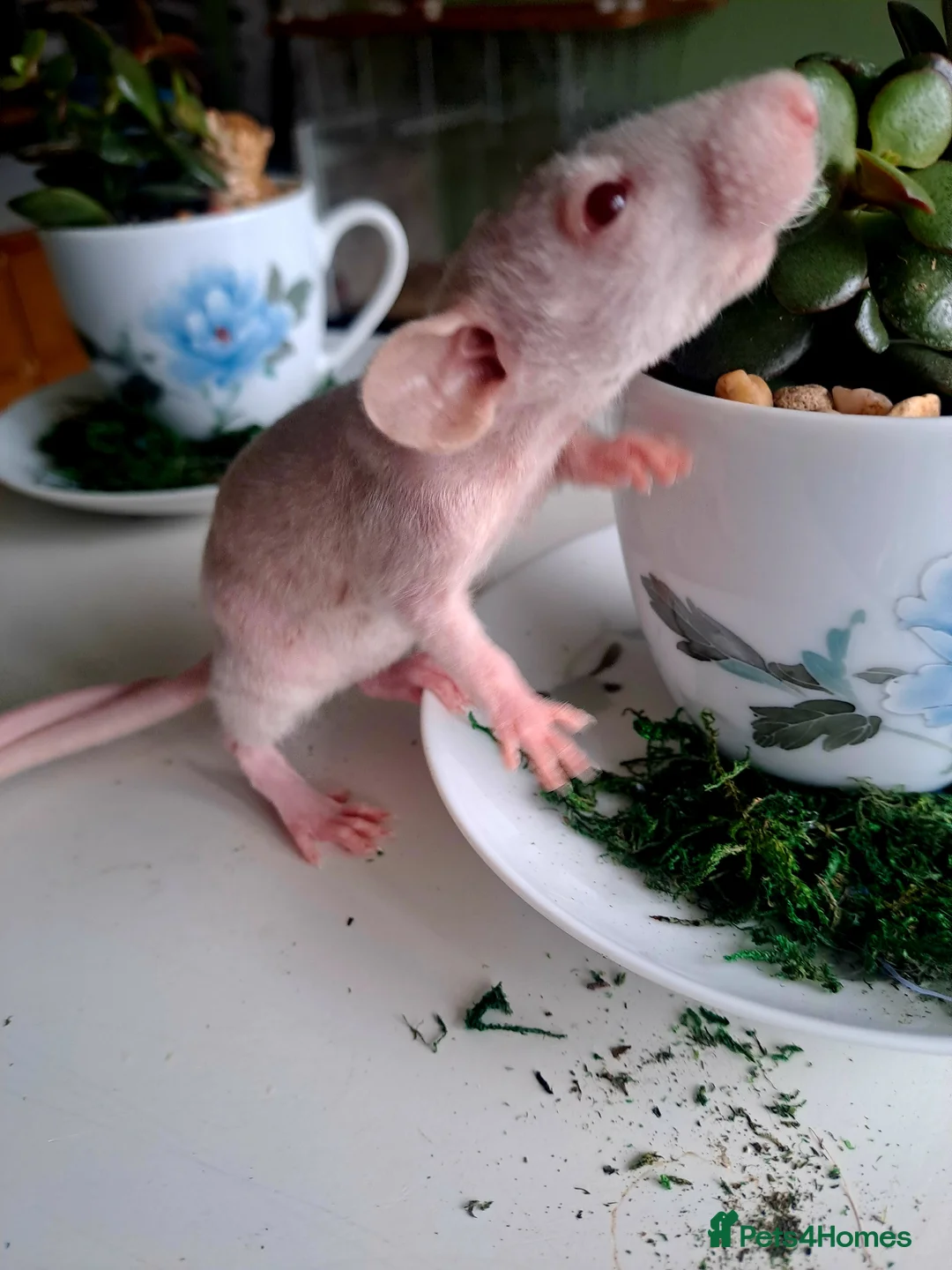 Rat rodents for sale: 2 dumbo boys looking for forever home  - Advert 8