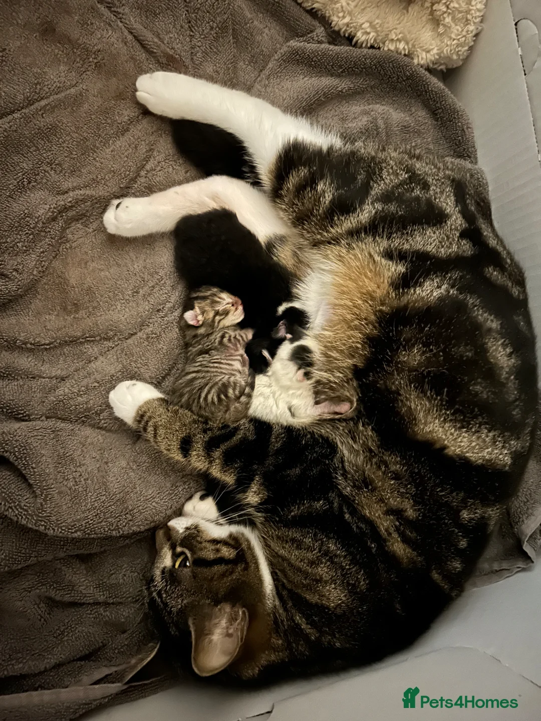 Mixed Breed cats for sale: 3 x kittens for sale (2 girls, 1 boy)  in Romsey - Advert 10