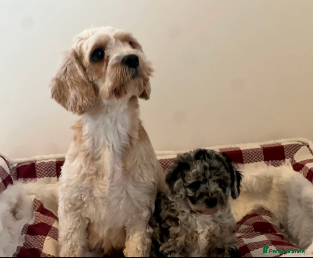Cavapoo dogs for sale: Beautiful cavapoochon puppies - Image 9