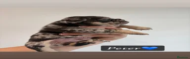 Peter