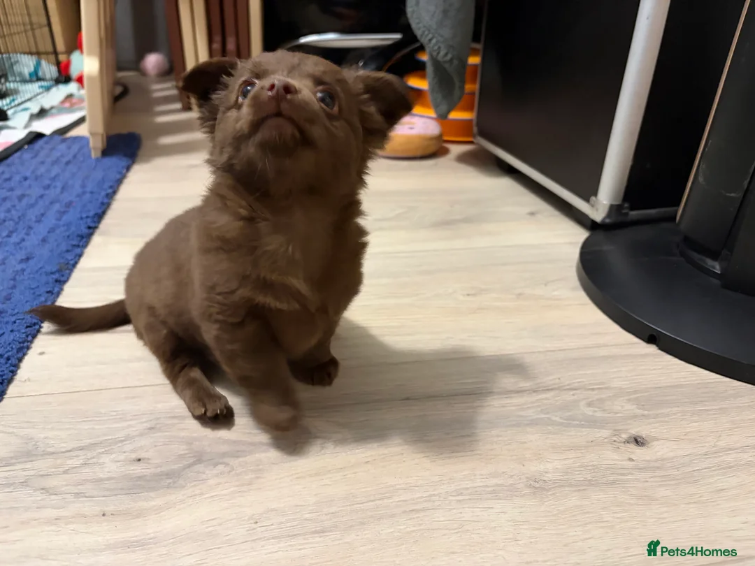 Chihuahua dogs for sale: One solid chocolate female chihuahua left!! ⭐️⭐️⭐️ - Advert 7