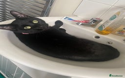 Mixed Breed cats for sale: Beautiful Dixie is looking for a new home  - Image 4