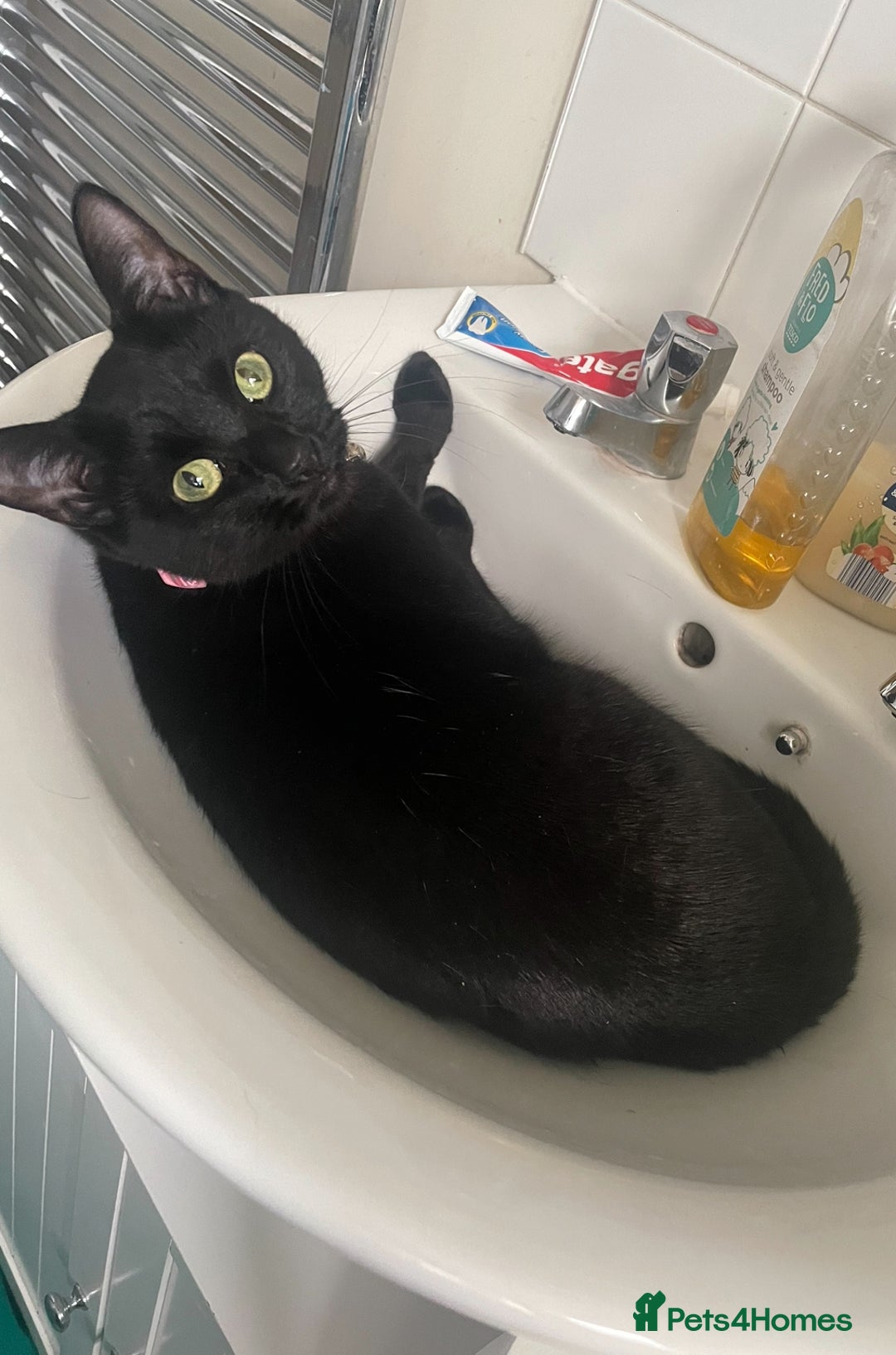Mixed Breed cats for sale: Beautiful Dixie is looking for a new home  - Image 4