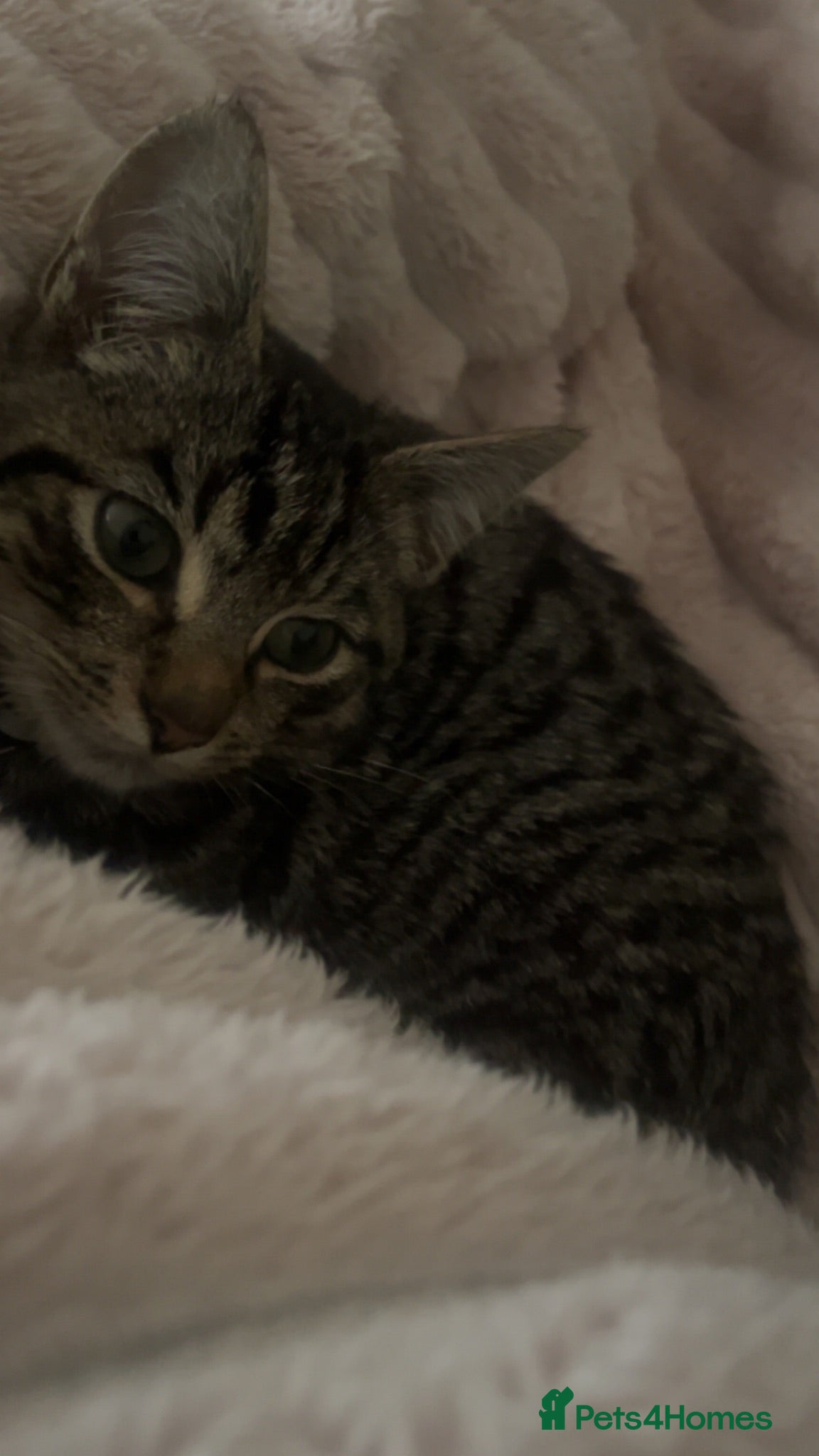 Domestic Shorthair cats 11 Month Old Female Tabby Cat – Loving & Playful - Advert 18