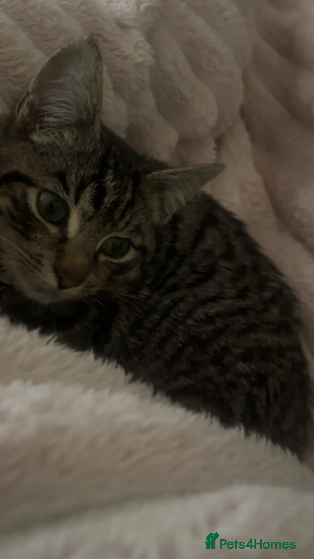 Domestic Shorthair cats for sale: 11 Month Old Female Tabby Cat – Loving & Playful in Northampton - Advert 1