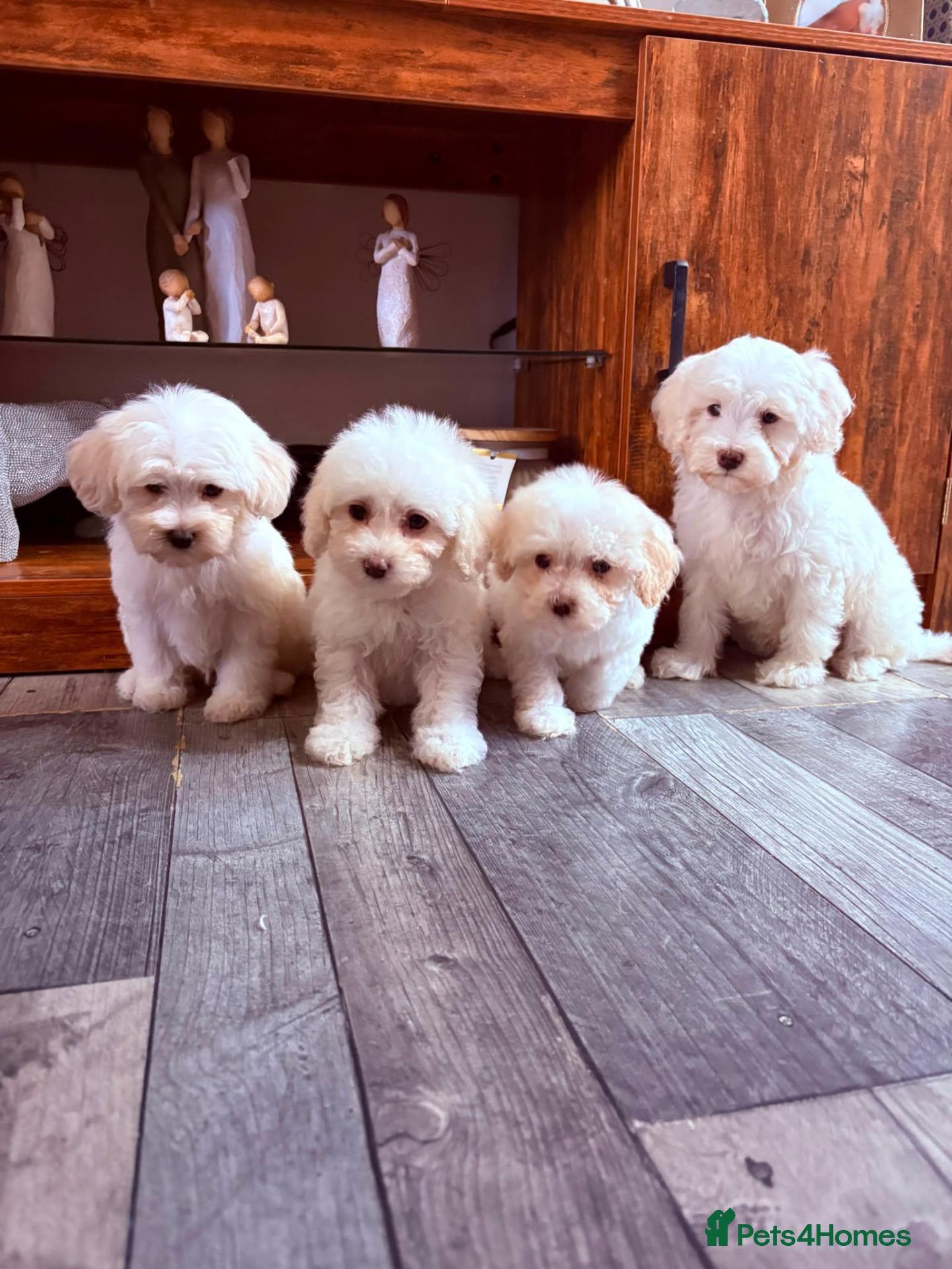 Maltipoo dogs F1B fully vaccinated maltipoo puppies - Advert 2