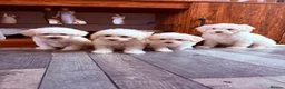 Maltipoo dogs for sale: F1B fully vaccinated maltipoo puppies - Advert 2