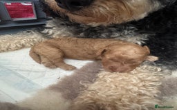 Mixed Breed dogs for sale: Beautiful Cockapoo puppies  - Image 10