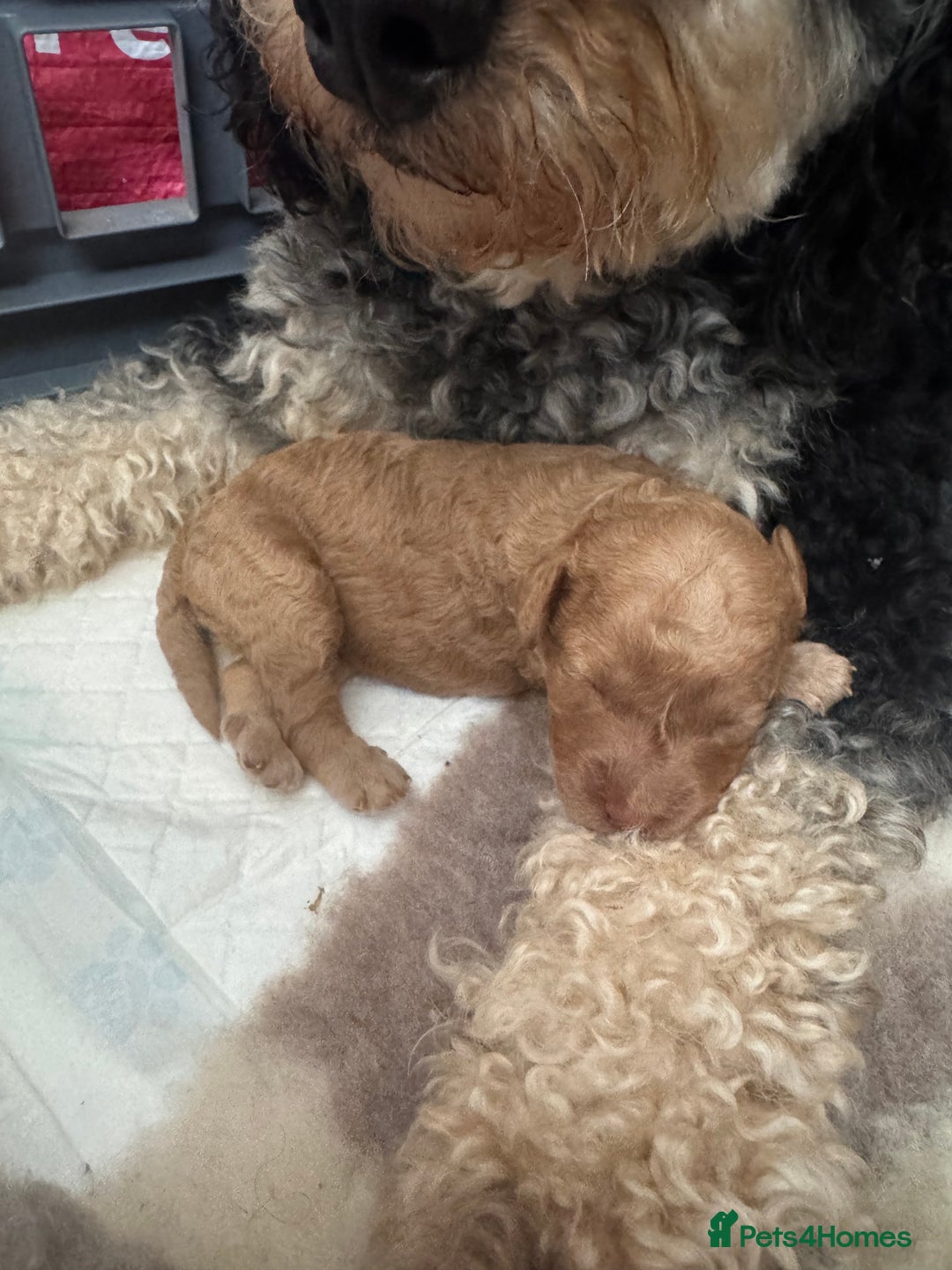Mixed Breed dogs for sale: Beautiful Cockapoo puppies  - Image 10