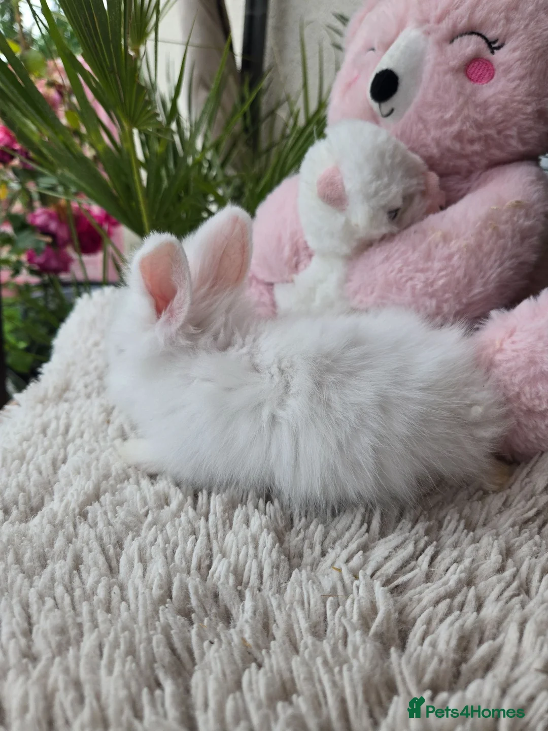 Mini Lion Lop rabbits for sale: Beautiful tame blue eye Supersoft babies.  - Advert 15