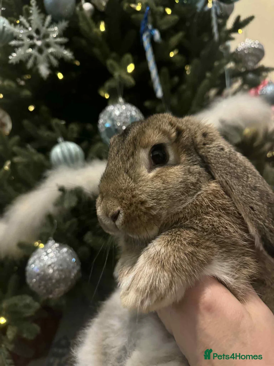 French Lop rabbits for sale: French lops and lion heads  - Advert 4