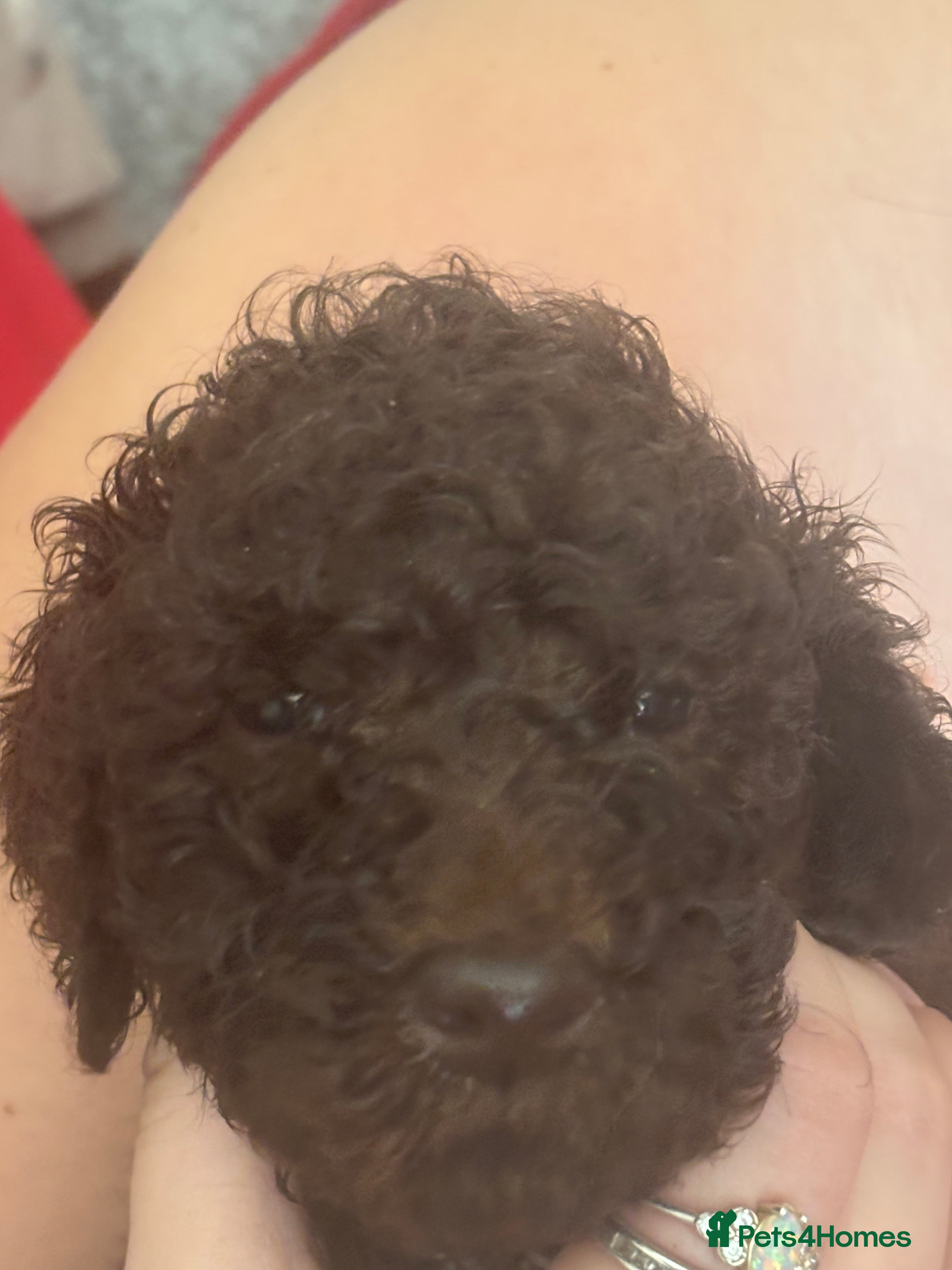 Standard Poodle dogs Standard poodle  - Advert 1