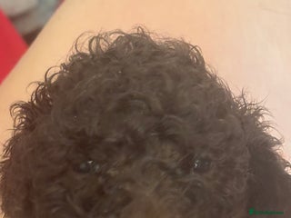 Standard Poodle dogs Standard poodle - Advert 1