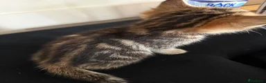 Female 1