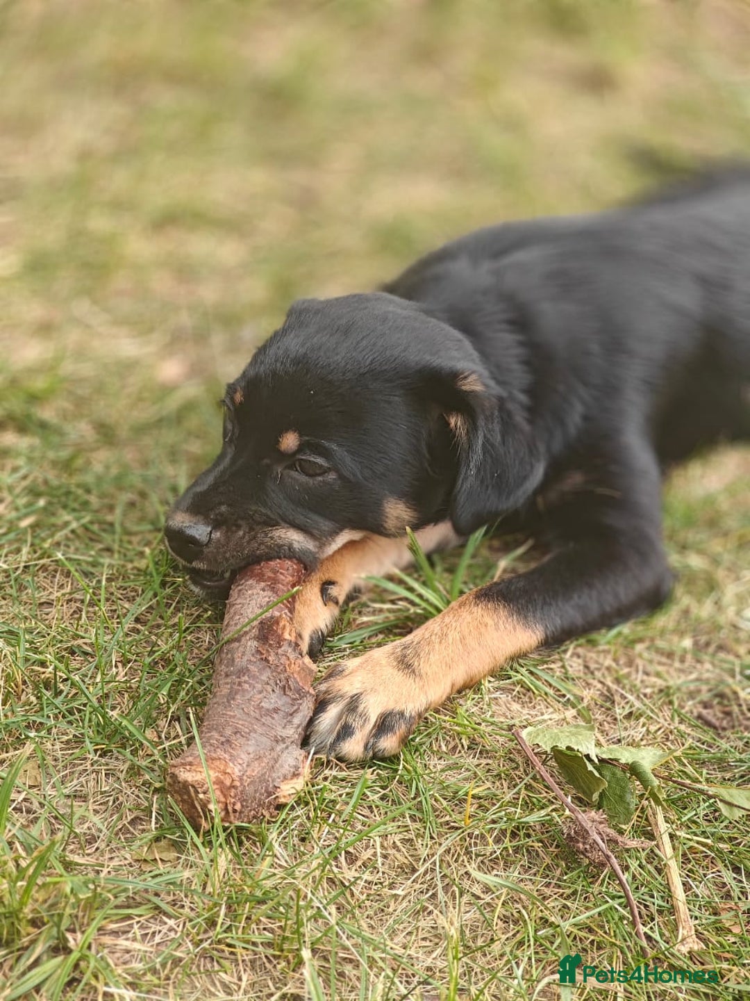Mixed Breed dogs for adoption: 🐶💖 MATILDA 💖🐶 - Image 11