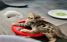 Bengal cats for sale: Bengal mix - Image 3