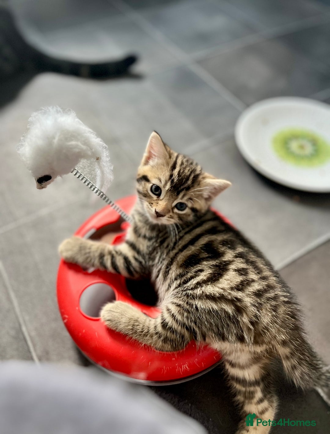 Bengal cats for sale: Bengal mix - Image 3