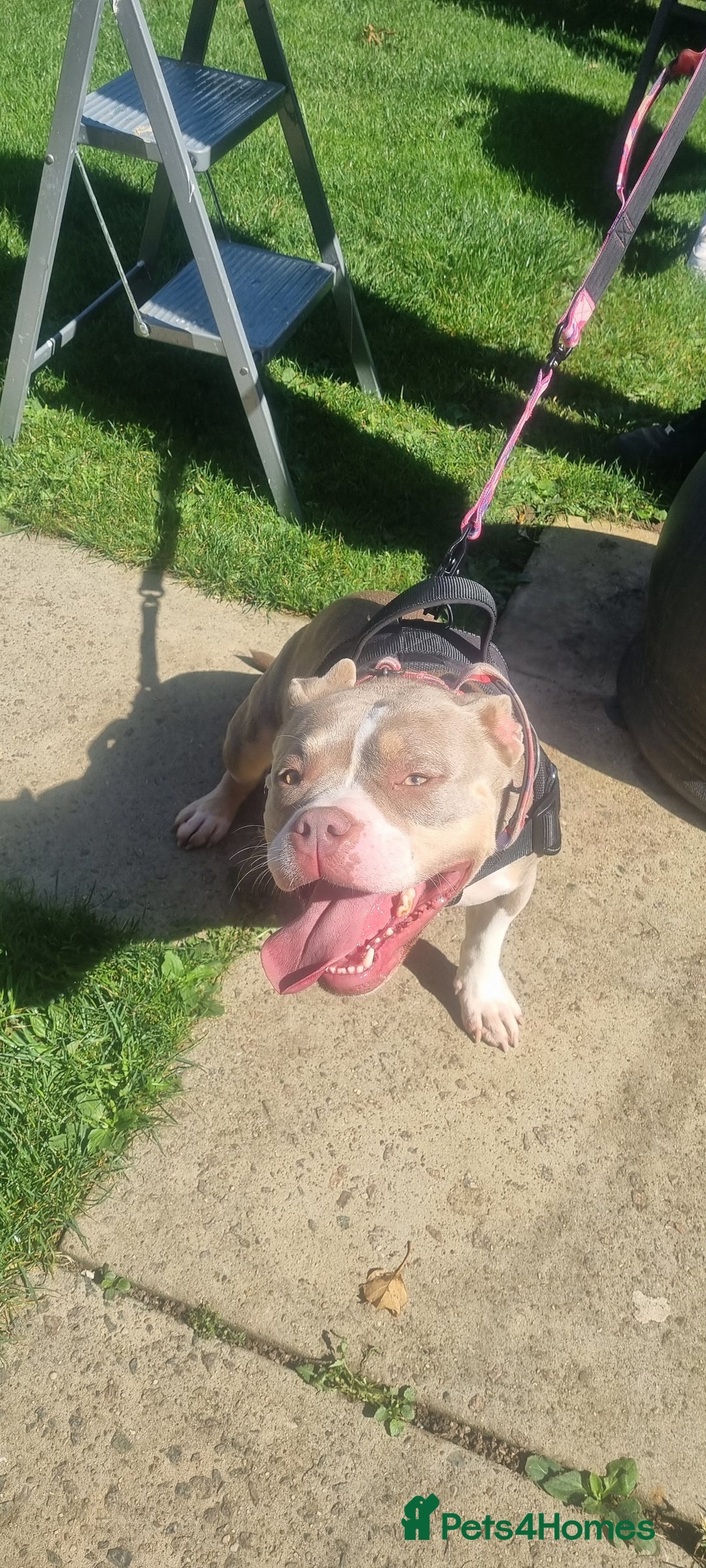 American Bully dogs for sale: Pocket bully female in Milton Keynes - Image 2