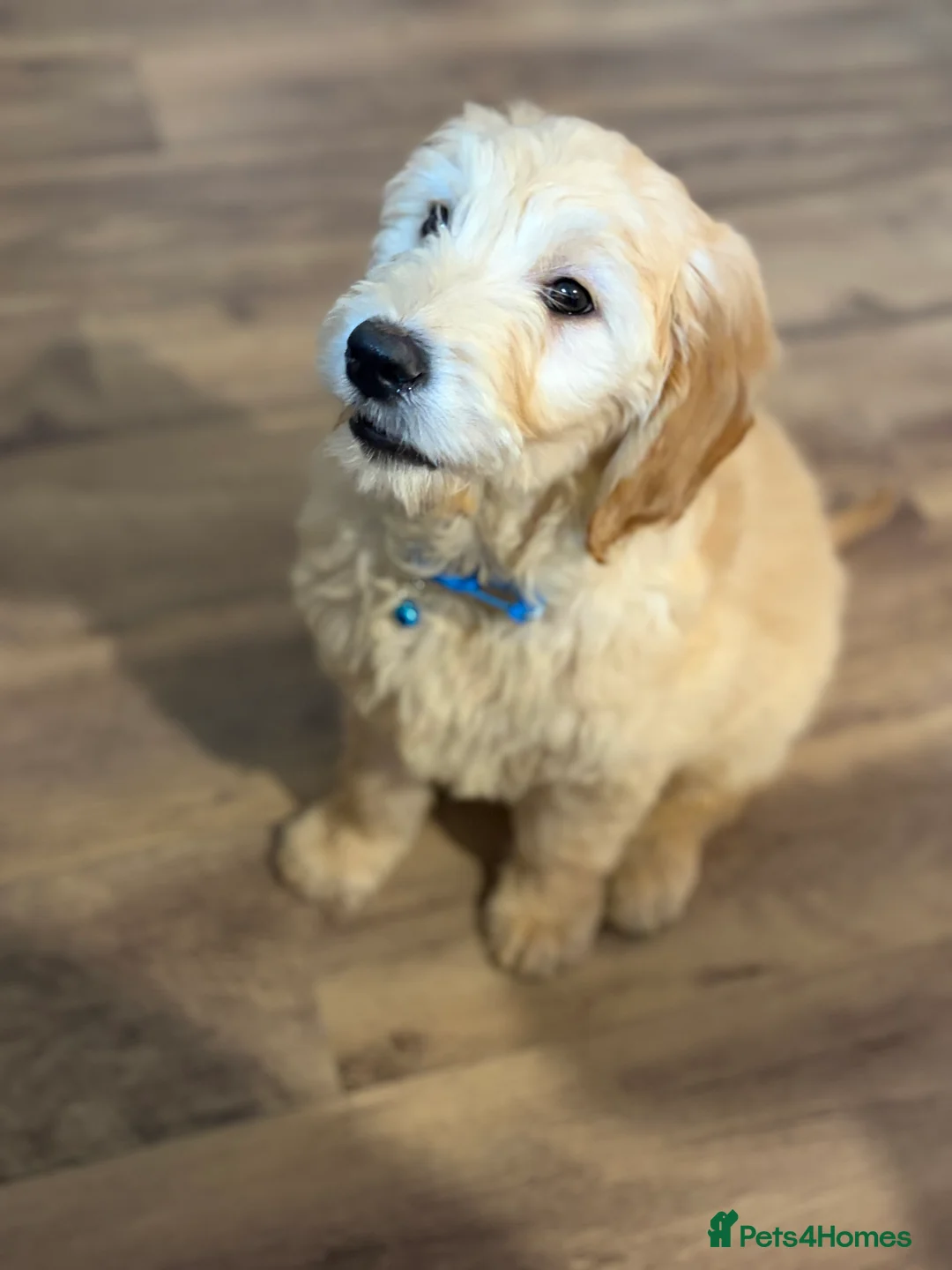 Golden Retriever dogs for sale: Golden Retriever Puppy – 9 Weeks Old in London - Advert 3