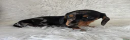 Miniature Dachshund dogs for sale: KC PRA CLEAR DAPPLE BOYS - Advert 15