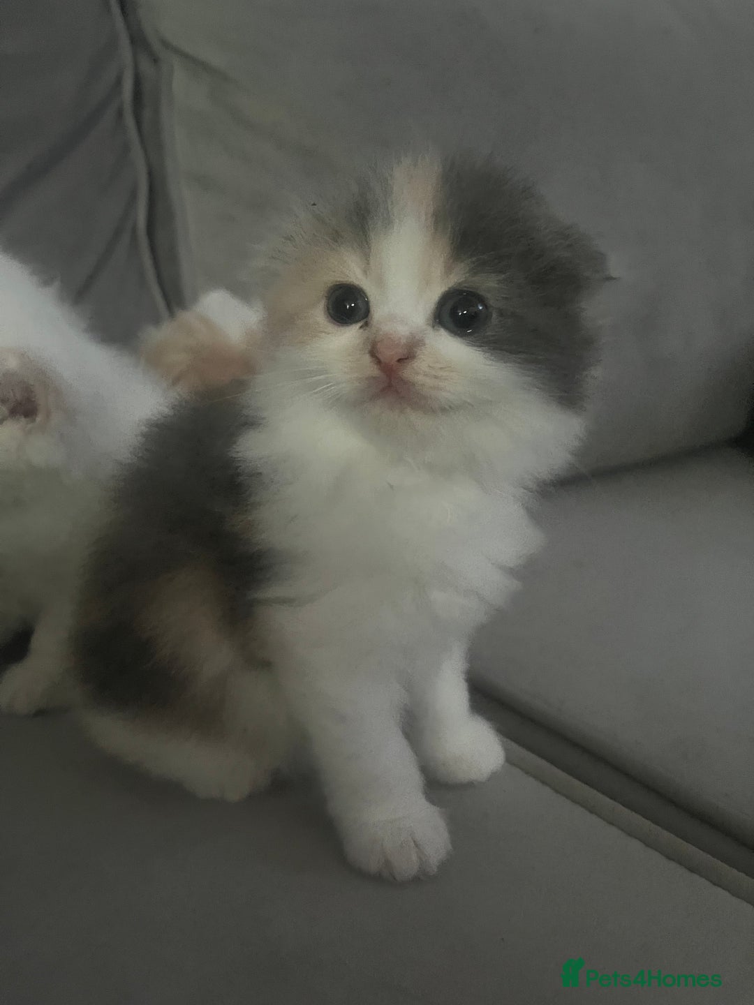 Scottish Fold cats for sale: Scottish fold straight kittens medium/long hair - Image 5