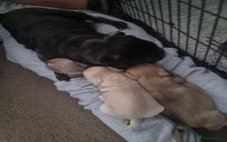 Frug dogs for sale: 3 frug puppies looking for there forever homes. - Advert 7