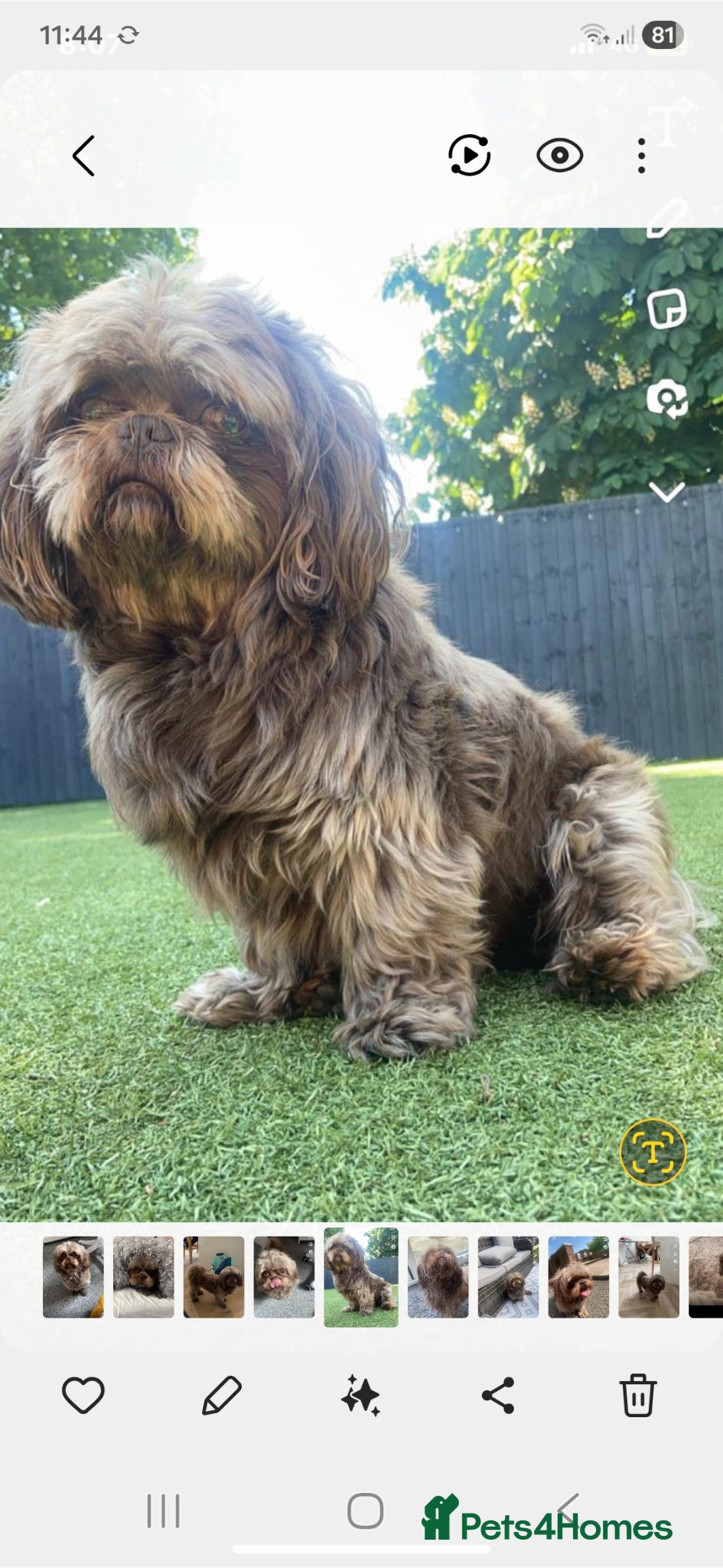 Shih Tzu dogs KC Karashishi Imperial Chocolate/Lavender Stud - Advert 1