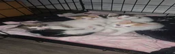 Mixed Breed cats for sale: 3 girl kittens  in Kingswinford - Advert 4