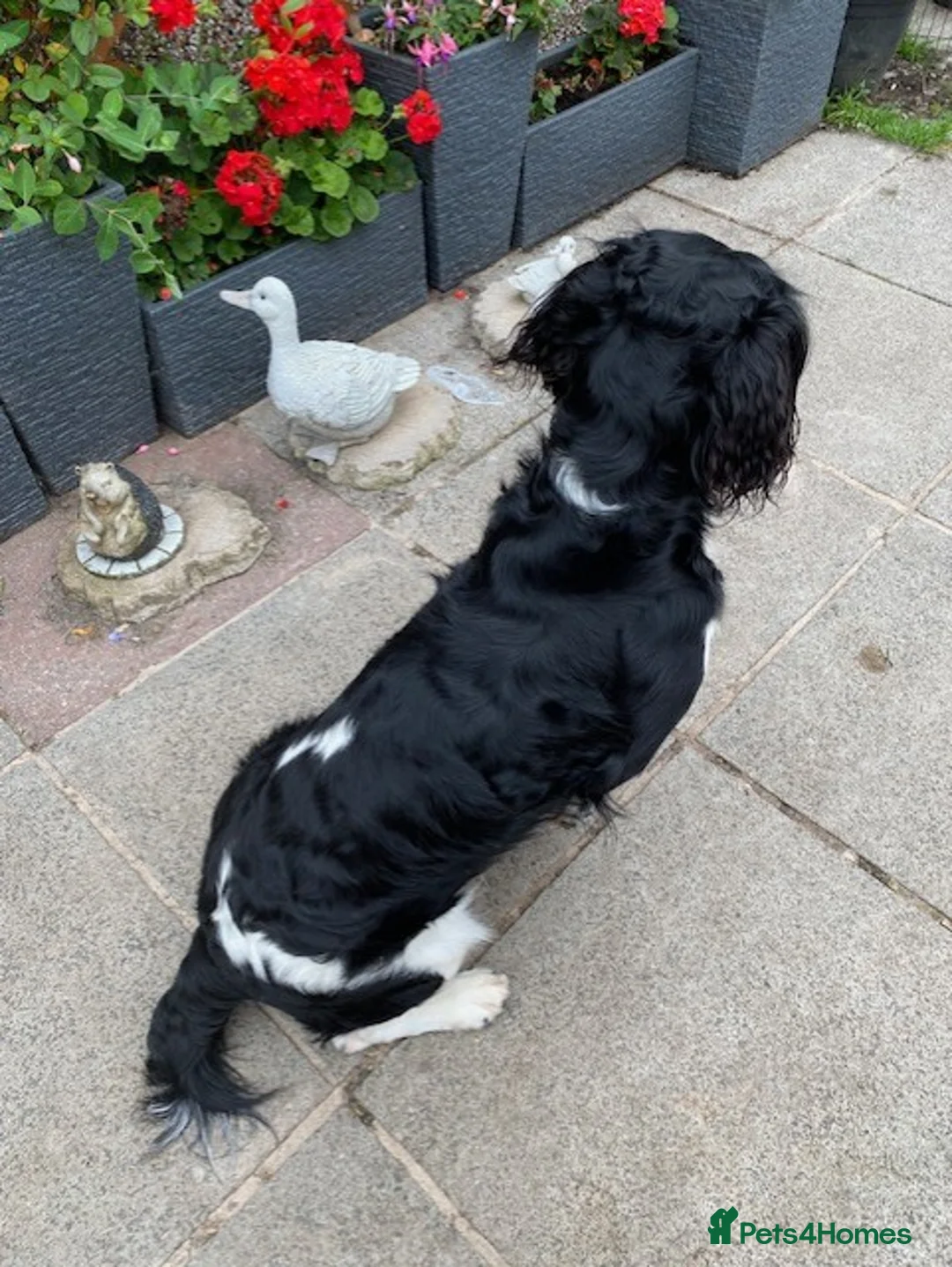 English Springer Spaniel dogs for stud: Stunning KC Stud, Proven, Health and DNA Tested. in Wigan - Advert 10