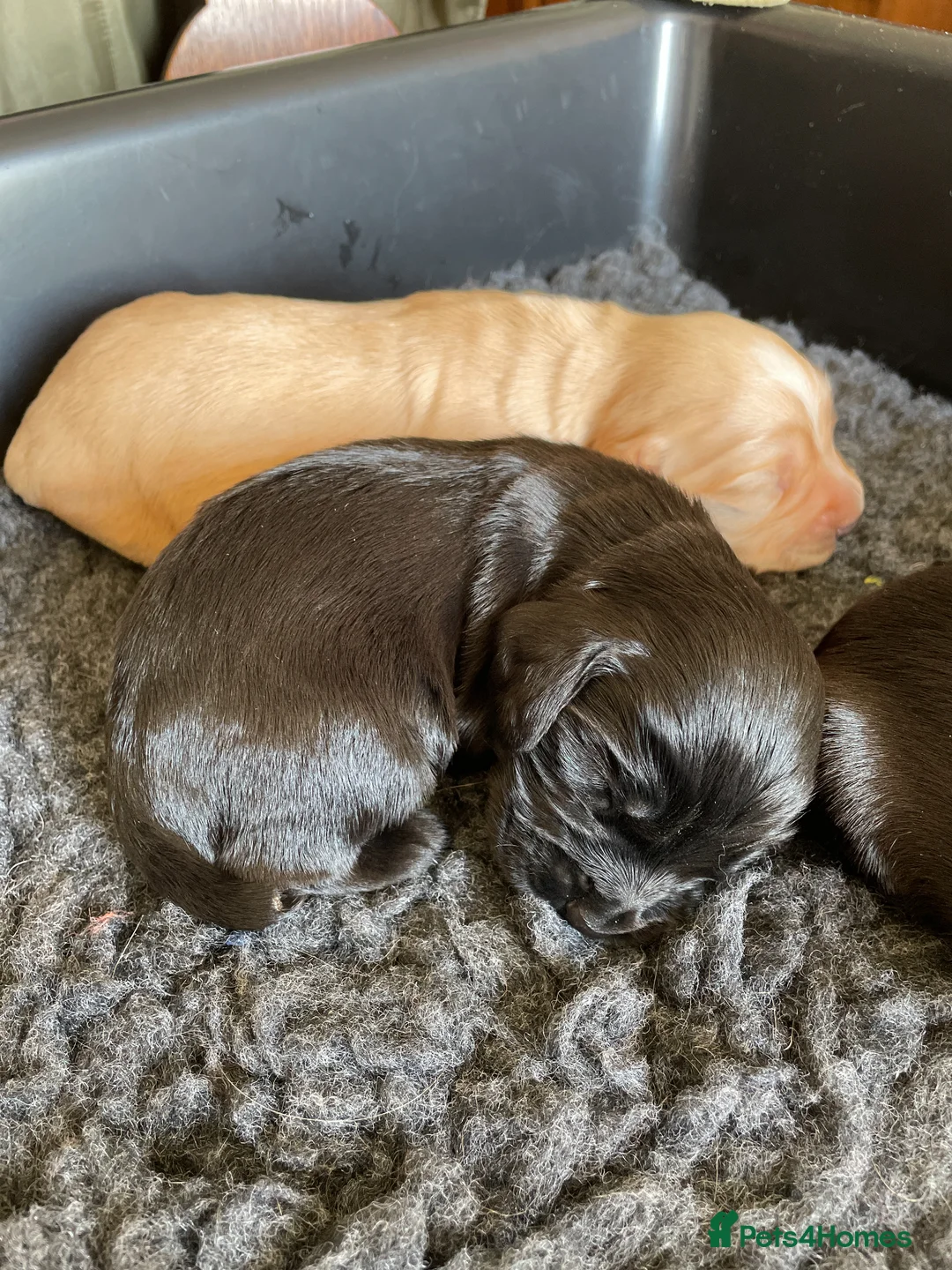 Cocker Spaniel dogs for sale: KC Registered Working Cocker Spaniel Puppies - Advert 19