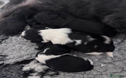Shih Tzu dogs for sale: Shihtzu pups 5*breeder  - Image 2