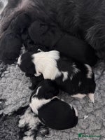Shih Tzu dogs - Advert 12