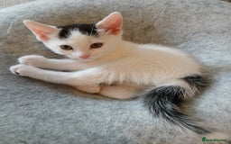 Mixed Breed cats for sale: 1 girl 1 boy kitten 8 weeks - Image 1